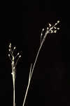 Whitehair rosette grass